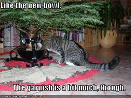 Christmas Cat with a new drinking bowl (tree)