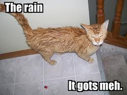 Kitty does not like rain days.