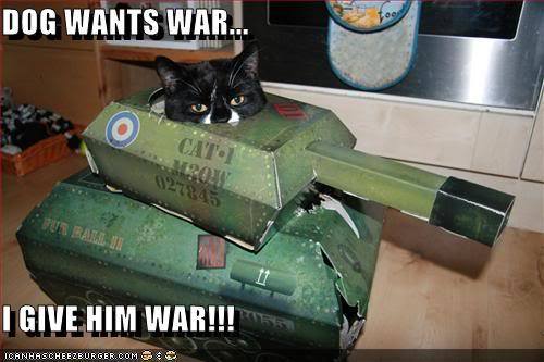 Cat is ready for war