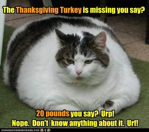 Turkey is missing cat