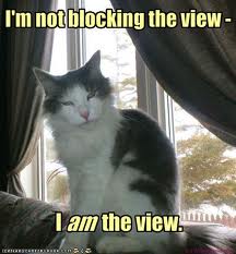 Cat blocks view of window