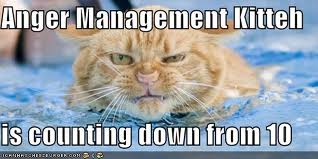 Cat using anger management technique