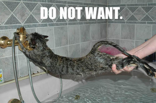 LOLCat hates baths!
