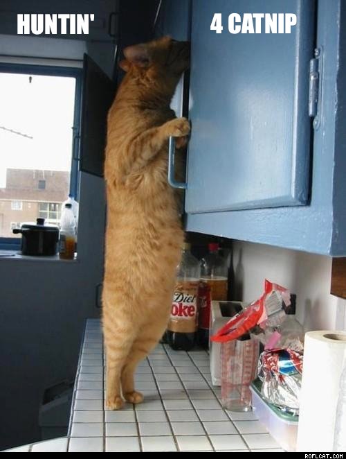 Cat searching for catnip.