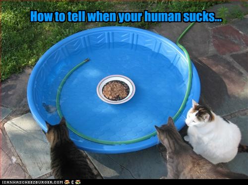 Cats, how can you tell your human sucks?