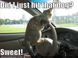 Cat driving, taking out dogs