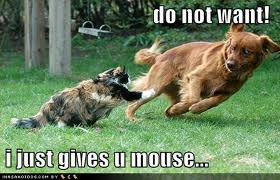 lolcat chasing a dog