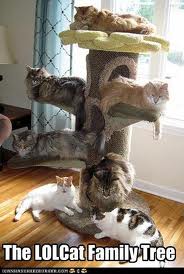 LOLcat family tree of cats