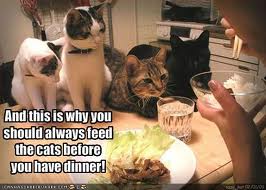 Cats stare at human eating