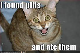 cat on drugs