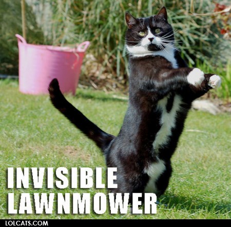 invisible lawnmower cat