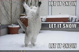 Lolcat wishing for snow