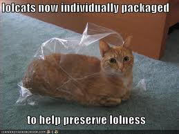 lolcat kitty cat in a plastic bag