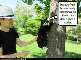 Cat getting rescued from tree without ladder.