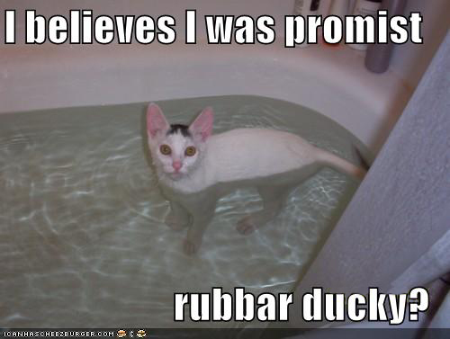 Cat in bath, needs his rubber duck