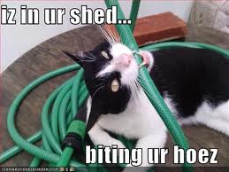 Cat in shed destroying hose.