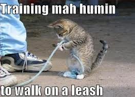 lolcat walking a human on a leash