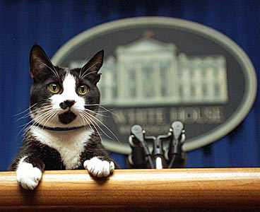 White House cat