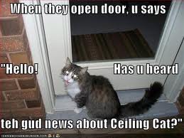 Cat going door to door to witness to others about ceiling cat.