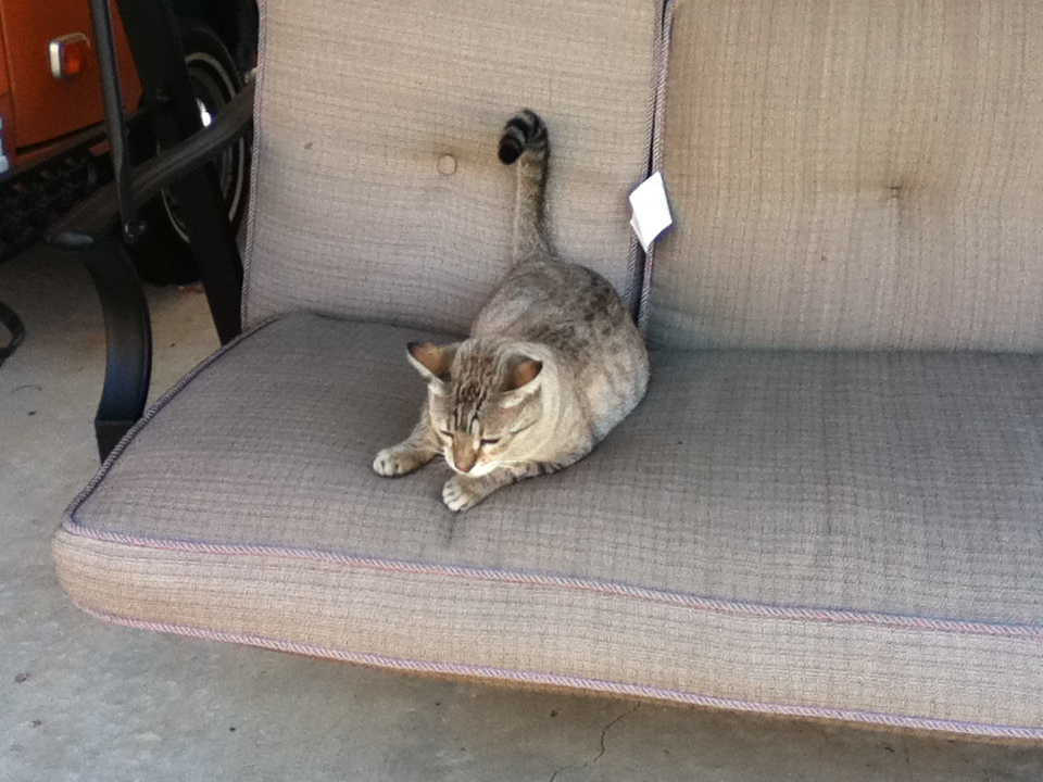 Ocee the Ocicat on the bench swing