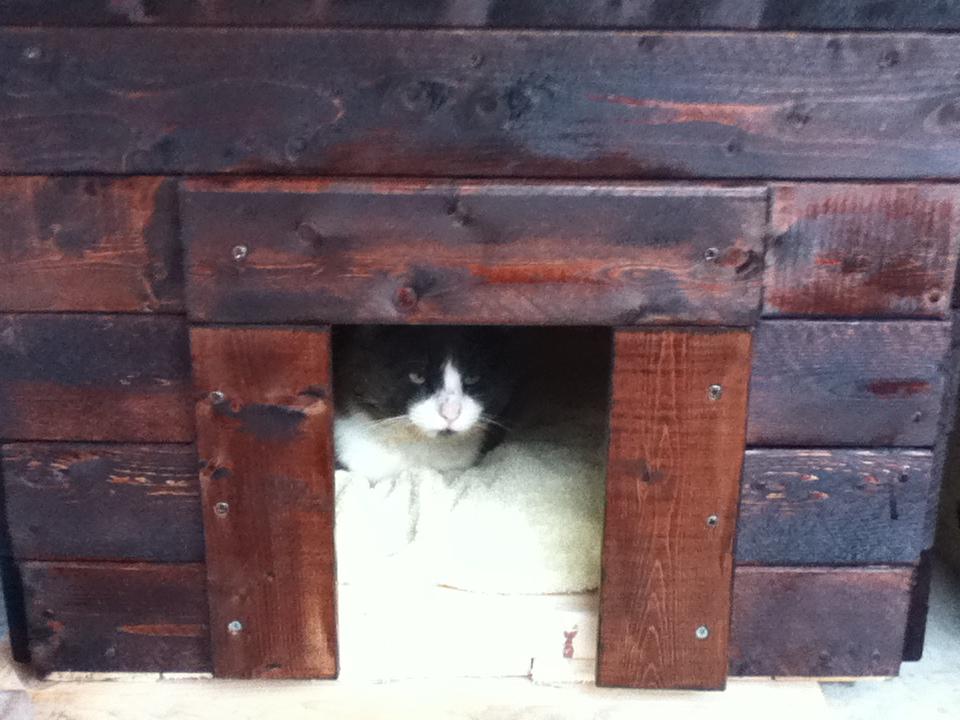 Shtankadoodle Ragdoll cat sleeping in his Kitty Shack